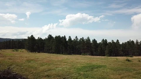 Mountain meadow flight towards dense pine forest. Stock-Footage 92053228