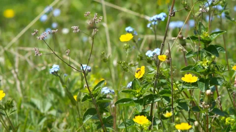 Mountain meadow with flowers. Stock Footage 39508082