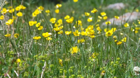 Mountain meadow with flowers. Stock Footage 39508106