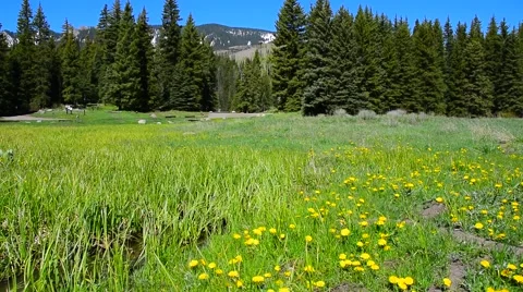 Mountain Meadow Stock Footage 50558636
