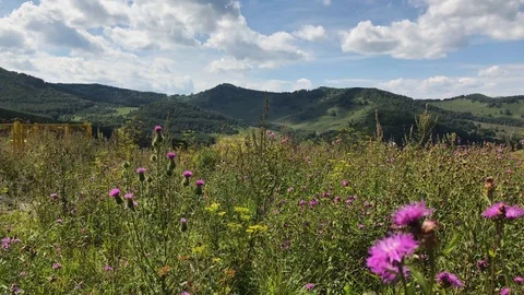 A mountain meadow Stock Footage 92738098