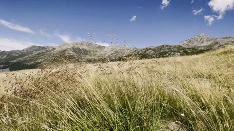 Mountain meadow grass blowing in wind - Alpine landscape and rocky peaks Stock Footage 328390077