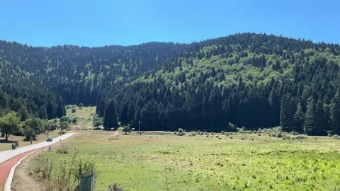 Mountain Meadow with Grazing Cattle Below Forested Hills in Abant Stock Footage 345520022