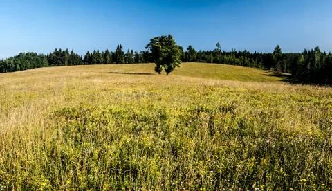 Mountain meadow with isolated tree, forest on the background and clear sky Stock Photos