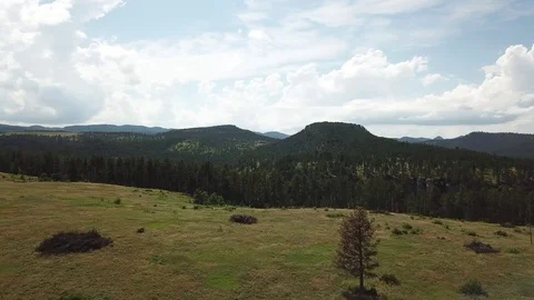 Mountain meadow pan high over coniferous forest. Stock-Footage 91900717