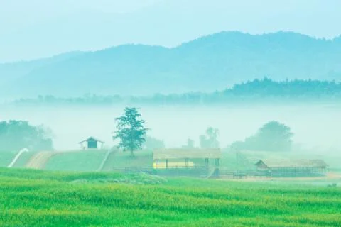Mountain meadow Stock Photos