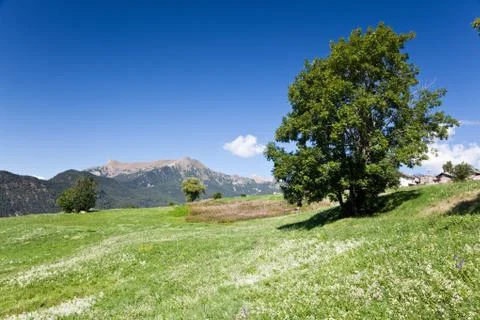 Mountain meadow Stock Photos