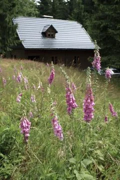 Mountain Meadow 库存照片