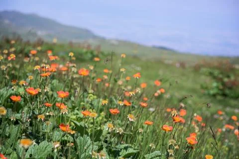 Mountain meadow Foto stock