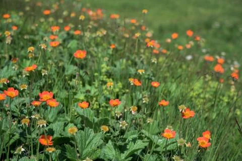 Mountain meadow Stock Photos