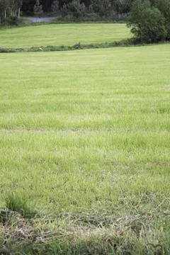 Mountain meadow Stock Photos