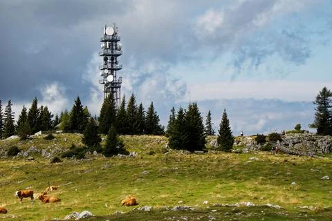 Mountain meadow Stock Photos
