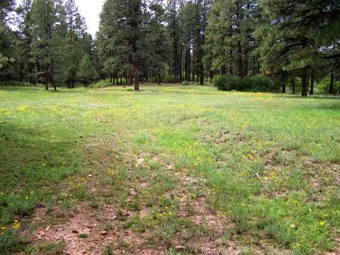 Mountain meadow with pine trees Foto stock