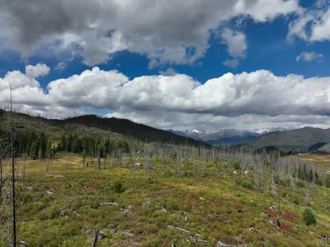 Mountain meadow with scattered dead trees under dramatic cloudy skies Stock Photos
