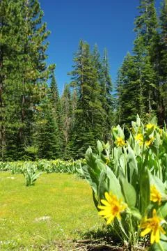 Mountain meadow in spring Stock Photos
