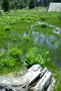 Mountain meadow in spring Stock Photos