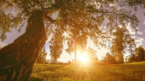 Mountain meadow time-lapse at the summer or autumn time. Wild nature and rural Stock Footage 110832609