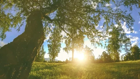 Mountain meadow time-lapse at the summer or autumn time. Wild nature and rural Stock Footage 111927018