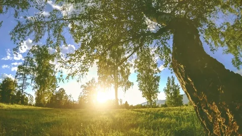 Mountain meadow time-lapse at the summer or autumn time. Wild nature and rural Stock Footage 118303841