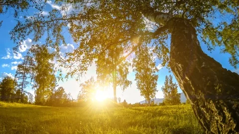 Mountain meadow time-lapse at the summer or autumn time. Wild nature and rural Video stock 119115953