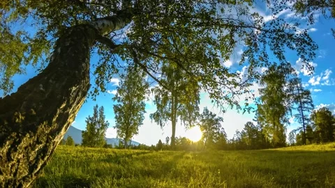 Mountain meadow time-lapse at the summer or autumn time. Wild nature and rural Stock Footage 138790320