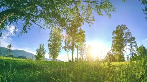Mountain meadow time-lapse at the summer or autumn time. Wild nature and rural Stock Footage 169651162