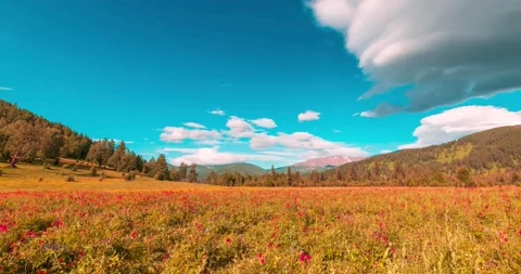 Mountain meadow time-lapse at the summer or autumn time. Wild nature and rural Stock Footage 169662489