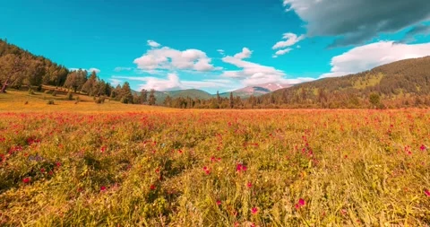 Mountain meadow time-lapse at the summer or autumn time. Wild nature and rural Stock Footage 280032169