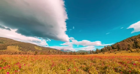 Mountain meadow time-lapse at the summer or autumn time. Wild nature and rural Stock Footage 311067730