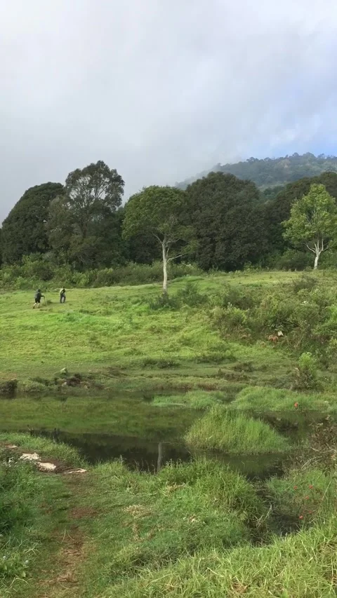 A mountain meadow &amp; Two Hikers at Buffalo Hill, Garut, West Java, Indonesia. Видео 343771371