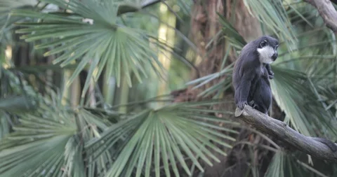 Mountain monkey Stock Footage 121911423