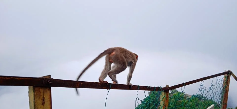 Mountain monkey Stock Photos