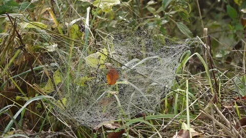 Mountain morning dew on a spider's web Stock Footage 245319633
