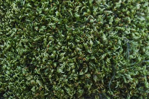 Mountain moss 写真素材