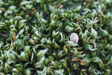 Mountain moss Stock-Fotos
