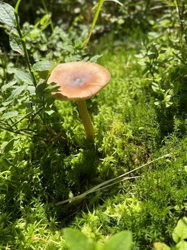 Mountain mushroom Stock Photos