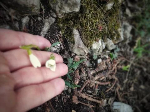 Mountain Nature Close-Up 스톡 사진
