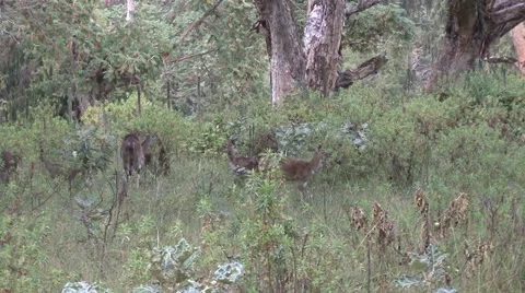 Mountain Nyala herd walking in forest in the afternoon Stock Footage 55874790