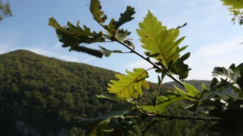 Mountain oak Vídeos de archivo 143671098