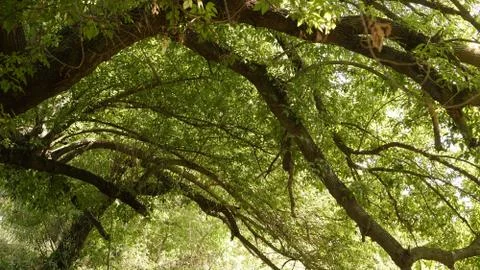 Mountain oak in profile Stock Photos