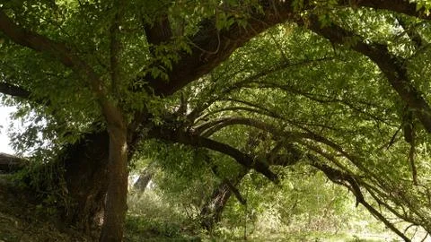 Mountain oak in profile Stock Photos