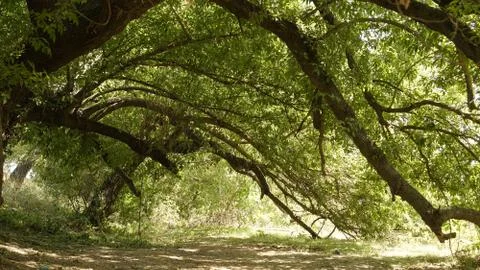 Mountain oak in profile Stock Photos