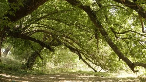 Mountain oak in profile Stock Photos
