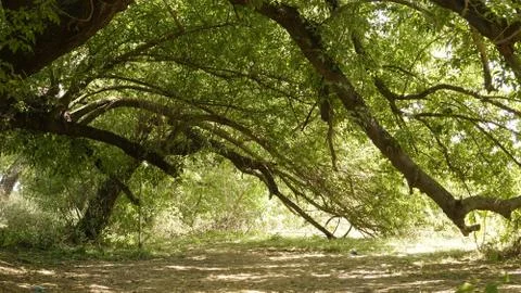 Mountain oak in profile Stock Photos