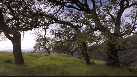 Mountain Oak Trees Stock-Footage 106106970