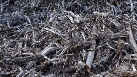 Mountain of old roots of trees burnt out in the sun panoramic view Stock Footage 172165853