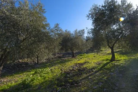 Mountain olive trees Stock Photos