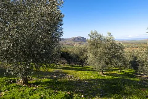 Mountain olive trees Stock Photos