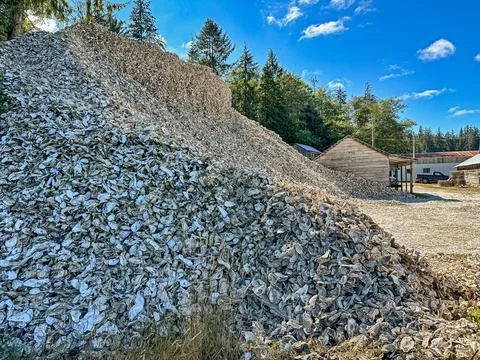Mountain Of Oyster Shells Stock Photos