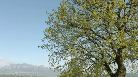 Mountain panorama with river in the background and tree in the foreground Stock Footage 152947496